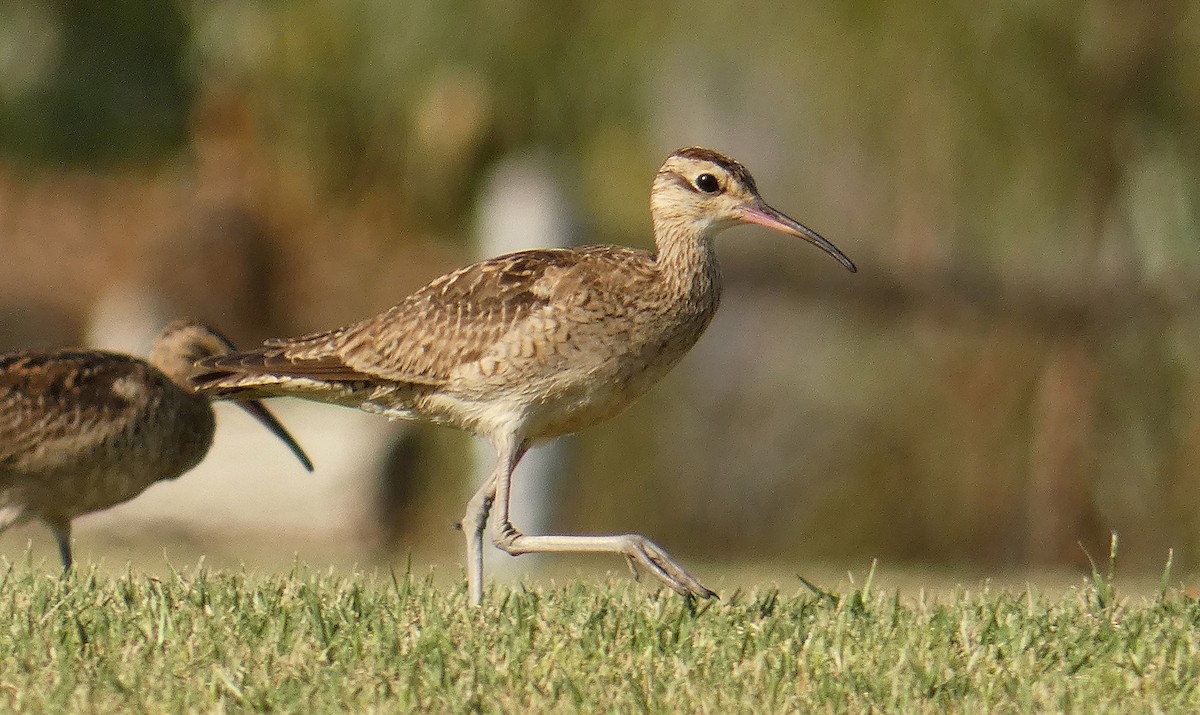 Little Curlew - ML438827611