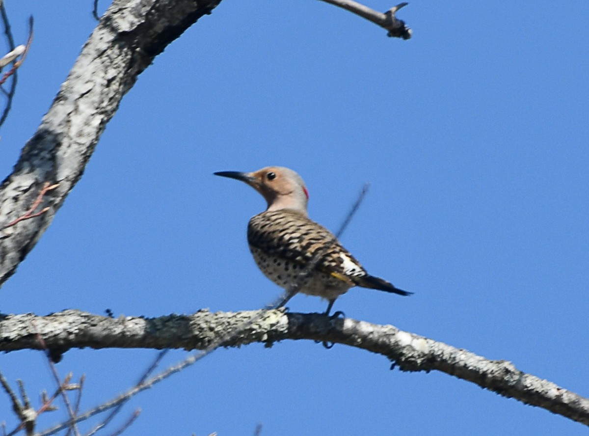 Northern Flicker (Yellow-shafted) - Randy Bodkins
