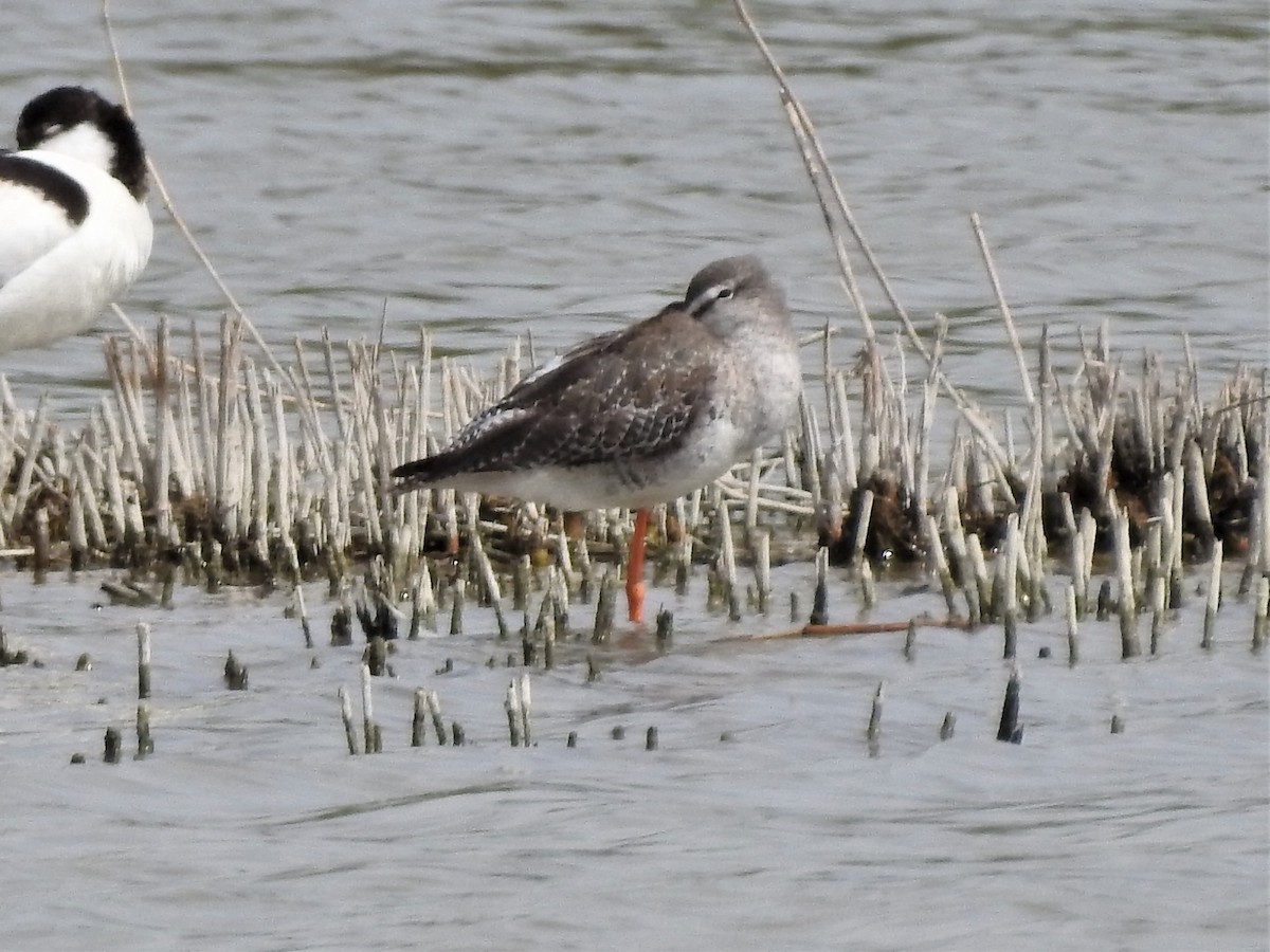 Spotted Redshank - ML438838071
