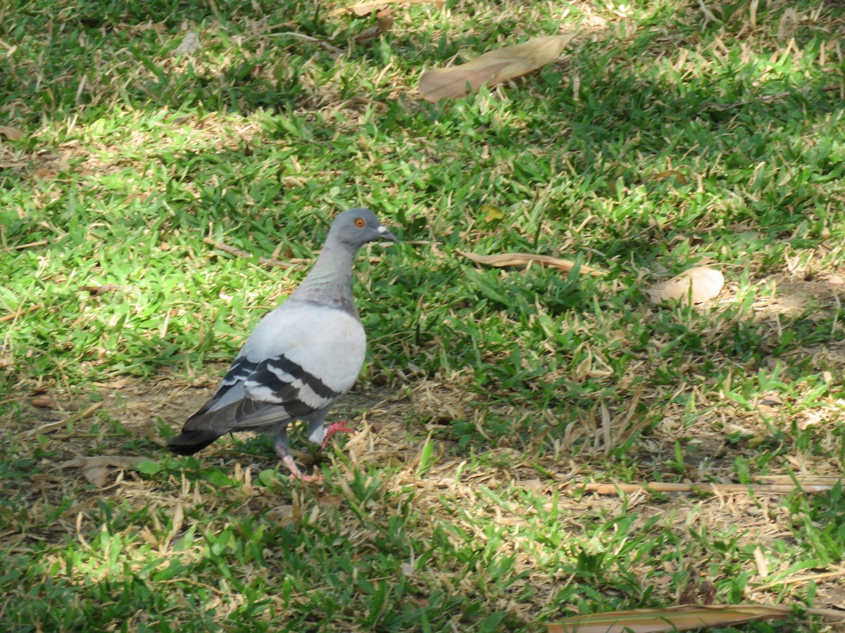 Rock Pigeon (Feral Pigeon) - ML438848171