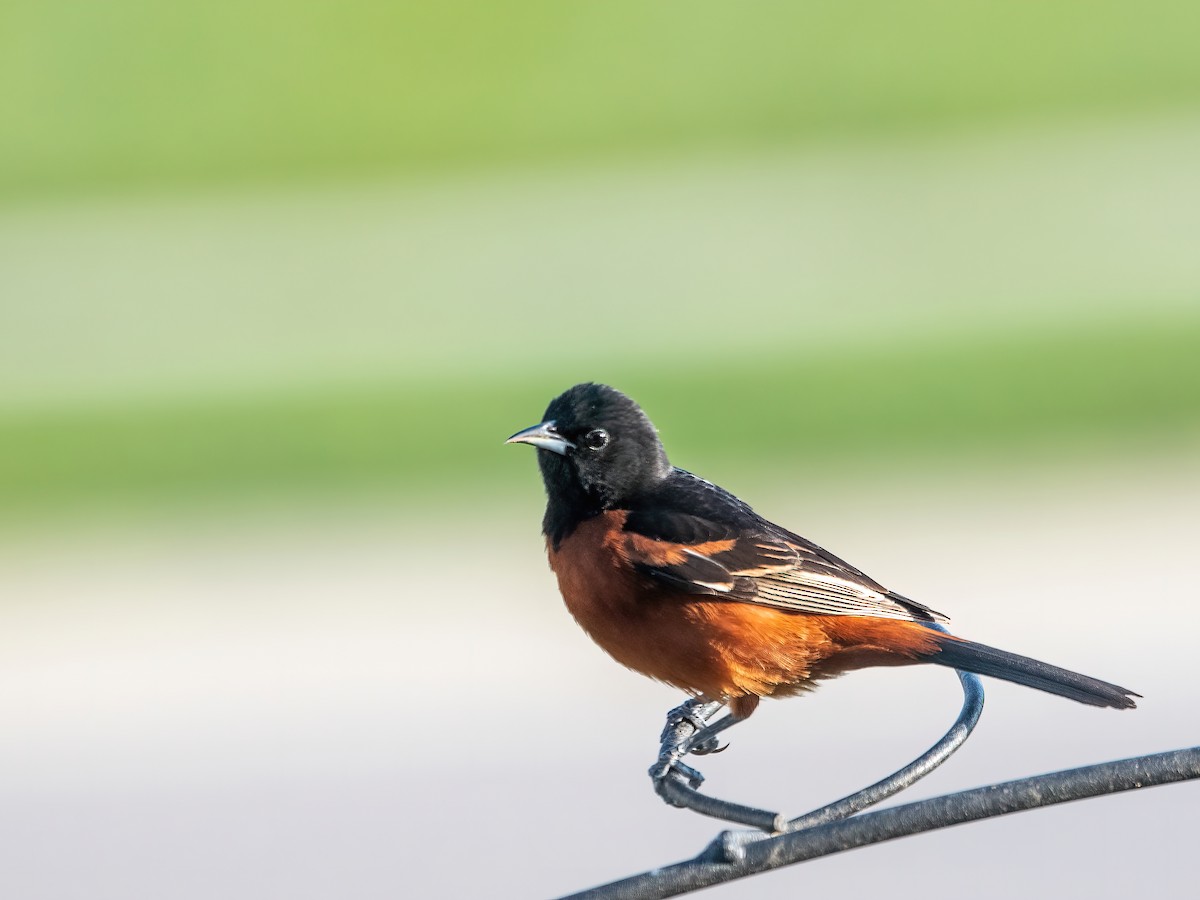 Orchard Oriole - ML438850971
