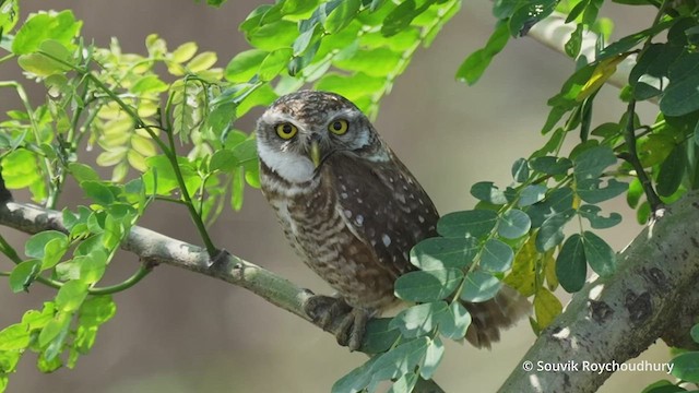 Spotted Owlet - ML438853591
