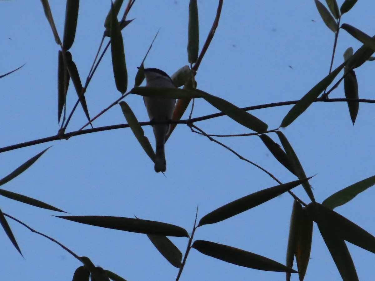 Bar-winged Flycatcher-shrike - Vineeta Dixit