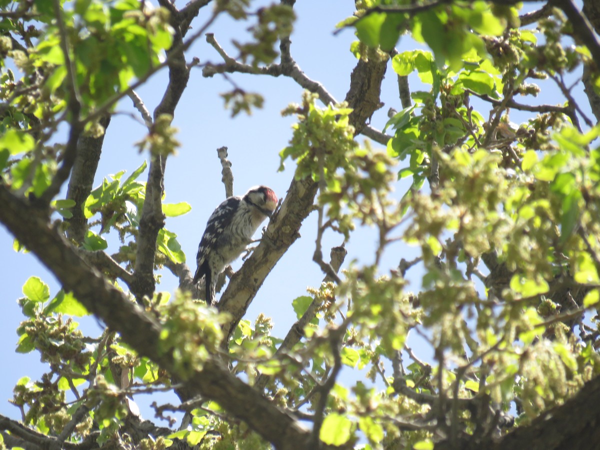 Lesser Spotted Woodpecker - ML438858181