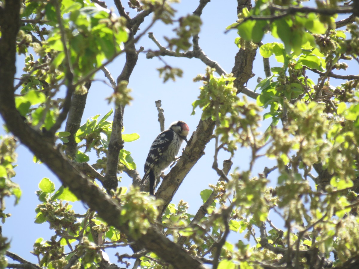 Lesser Spotted Woodpecker - ML438858371