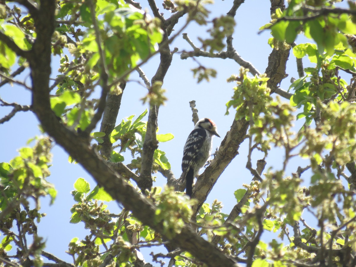 Lesser Spotted Woodpecker - ML438858411