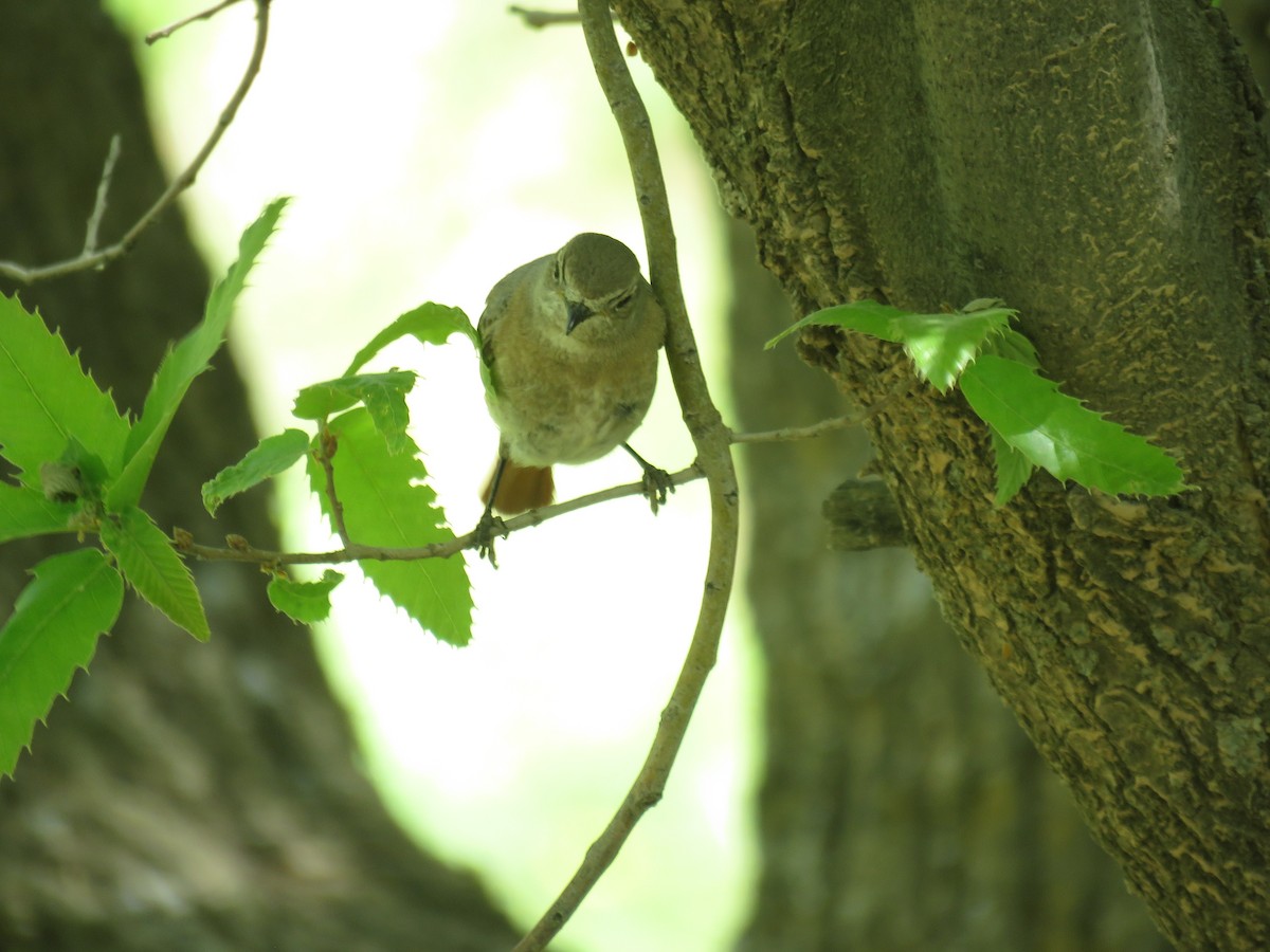 Common Redstart (Ehrenberg's) - Houman Doroudi