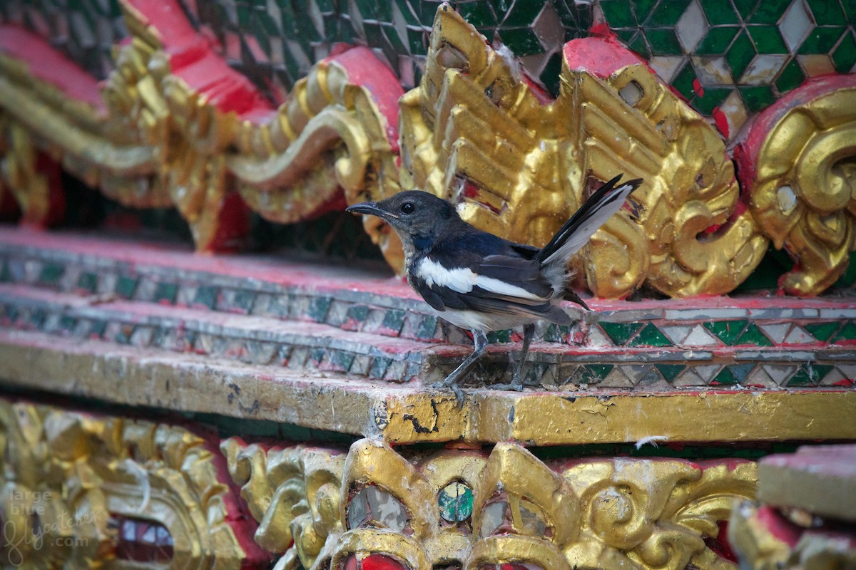 Oriental Magpie-Robin - Sam Hambly