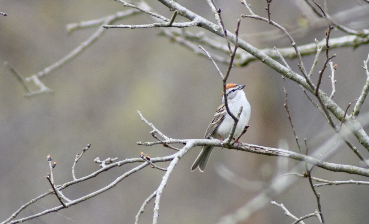 Chipping Sparrow - ML438860931