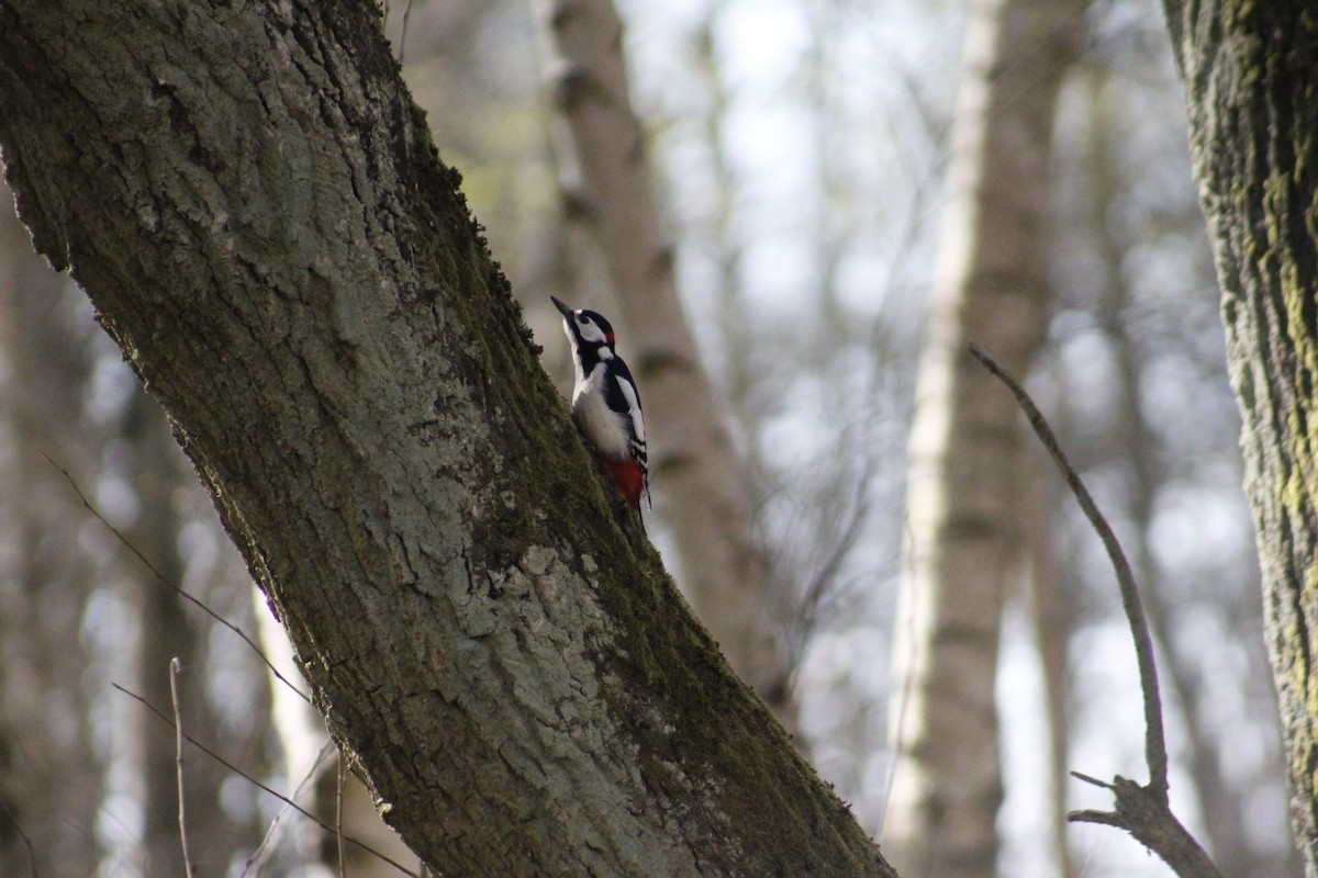 Great Spotted Woodpecker (Great Spotted) - ML438861091