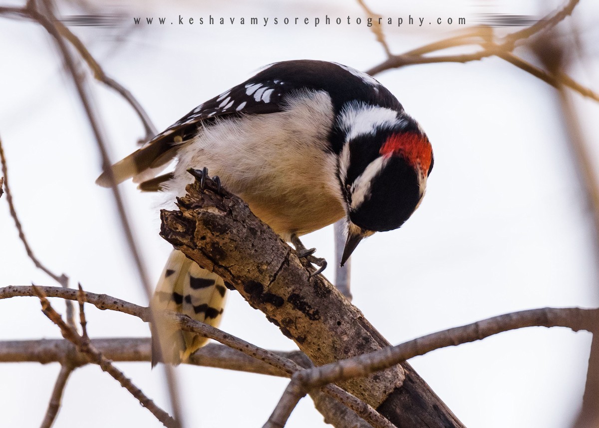 Downy Woodpecker - Keshava Mysore