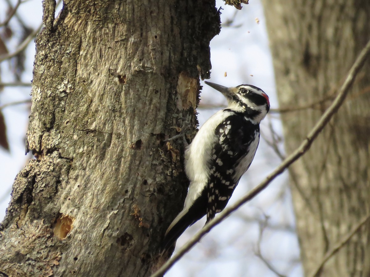Hairy Woodpecker (Eastern) - Charlotte Farrell