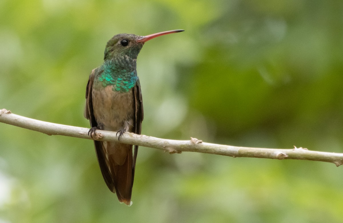 Buff-bellied Hummingbird - Liam Huber