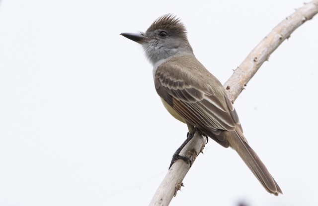 Brown-crested Flycatcher - eBird