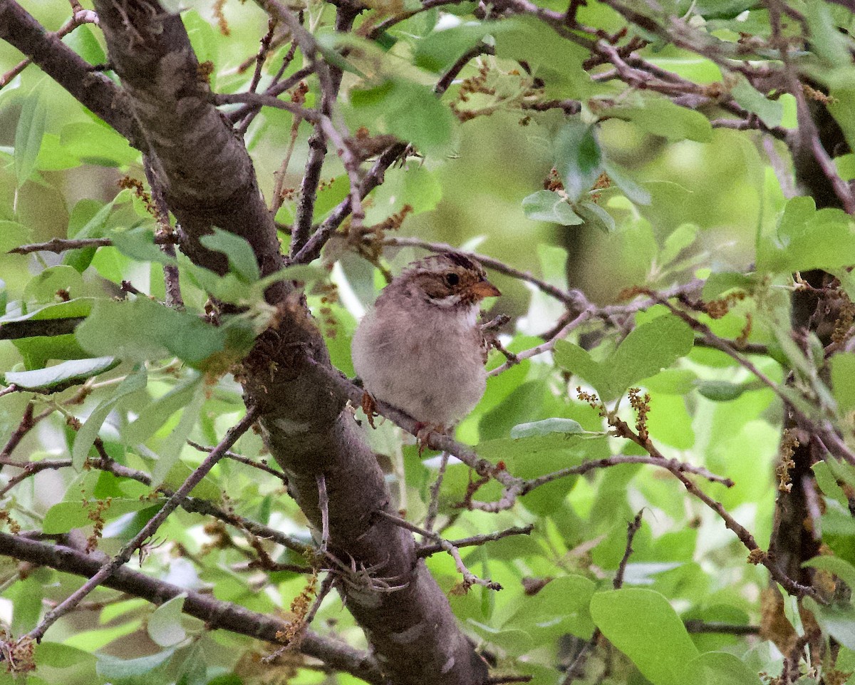 Clay-colored Sparrow - ML438873371