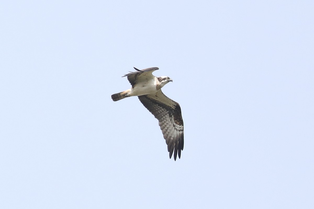 Osprey (haliaetus) - Mengshuai Ge