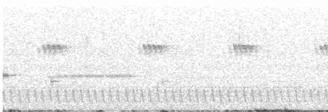 Square-tailed Nightjar - ML438877661