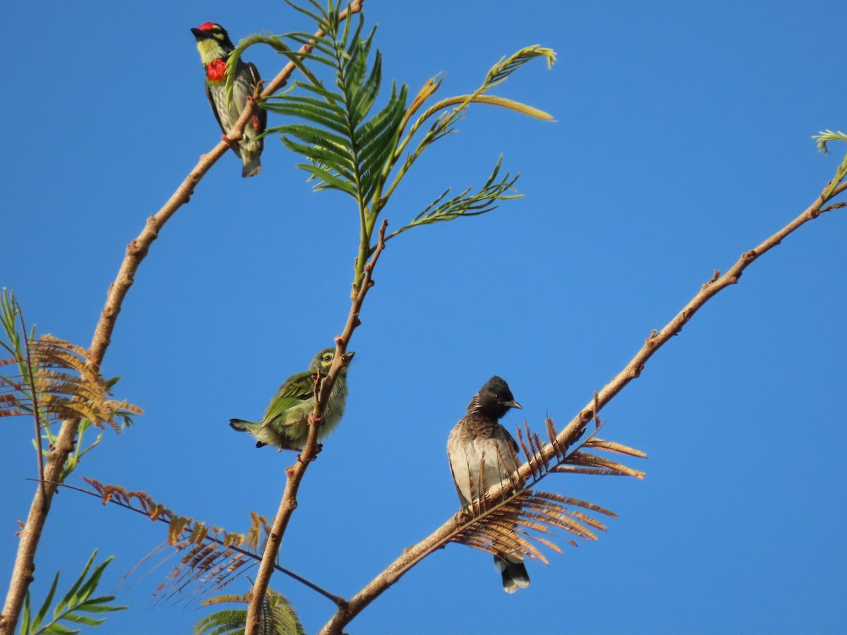 Red-vented Bulbul - ML438879641