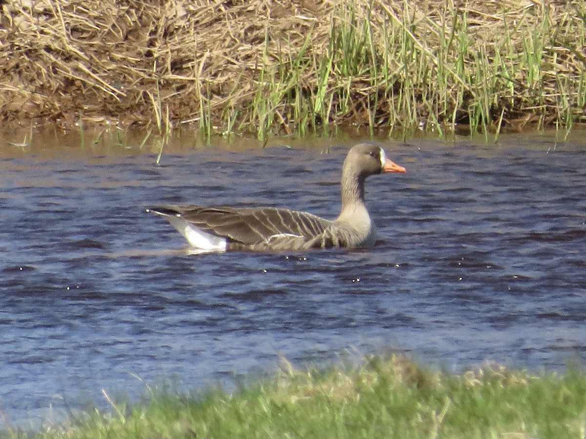 Greater White-fronted Goose - Josee LeBlanc