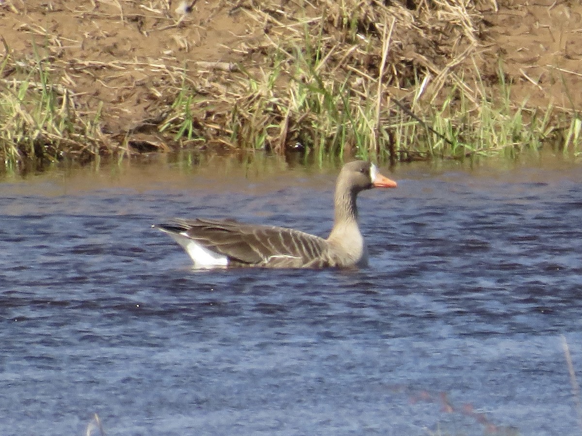 Greater White-fronted Goose - ML438887521