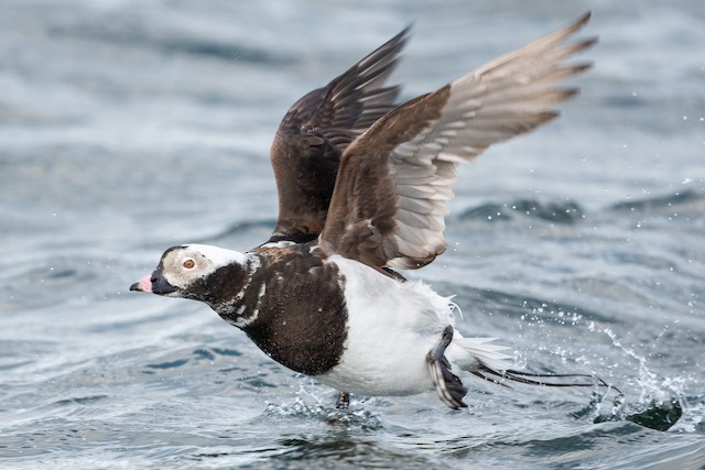 Long-tailed Duck - eBird