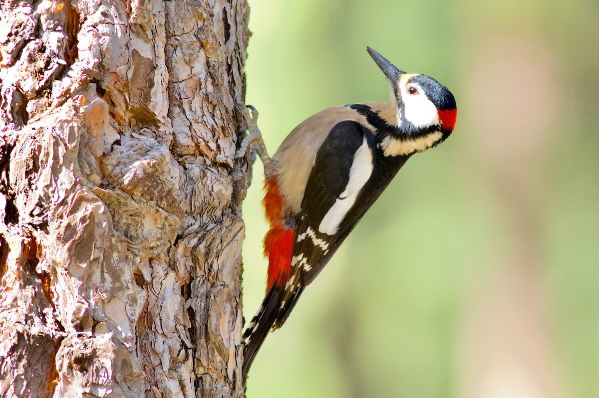 Great Spotted Woodpecker (Canarian) - ML438900561