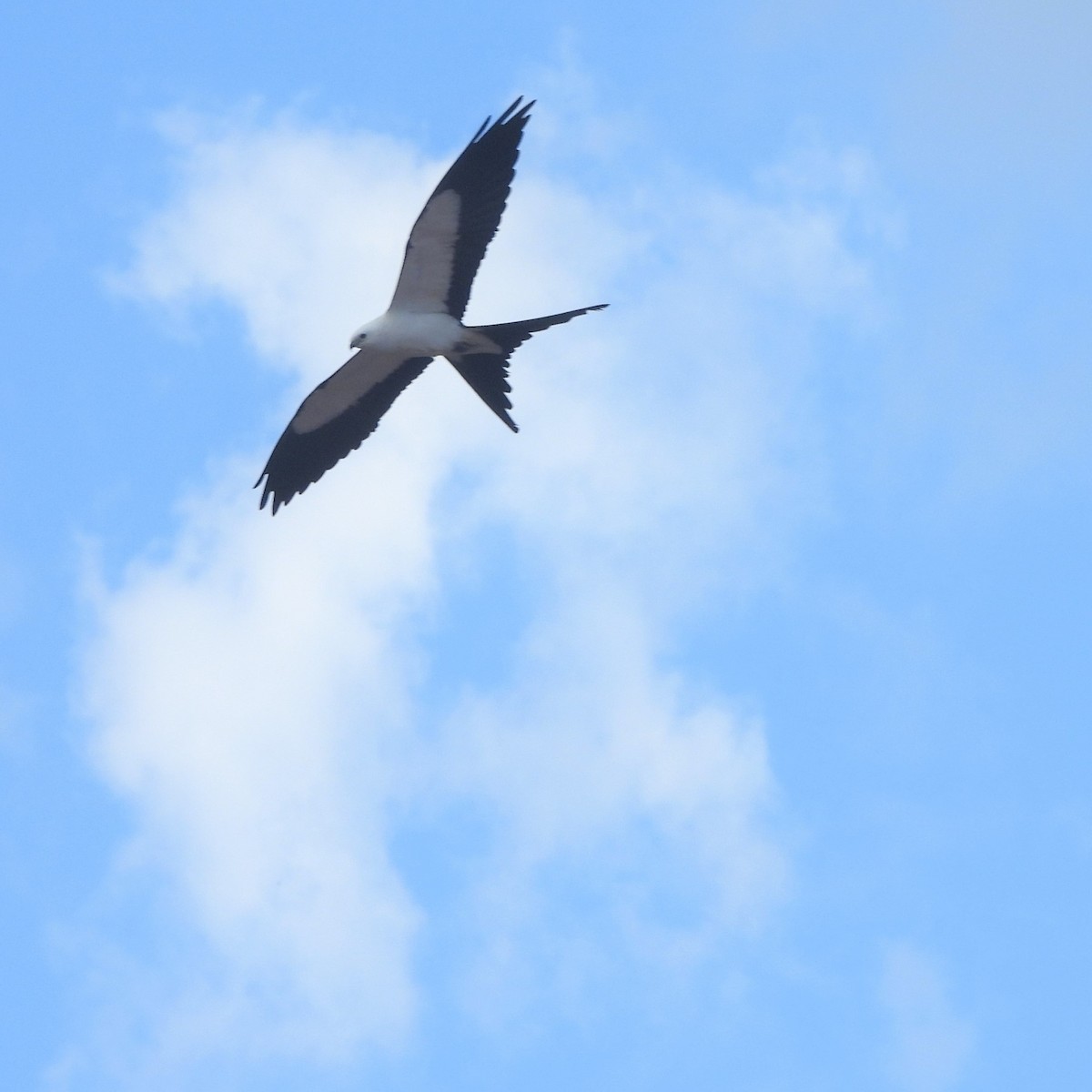 Swallow-tailed Kite - ML438908391