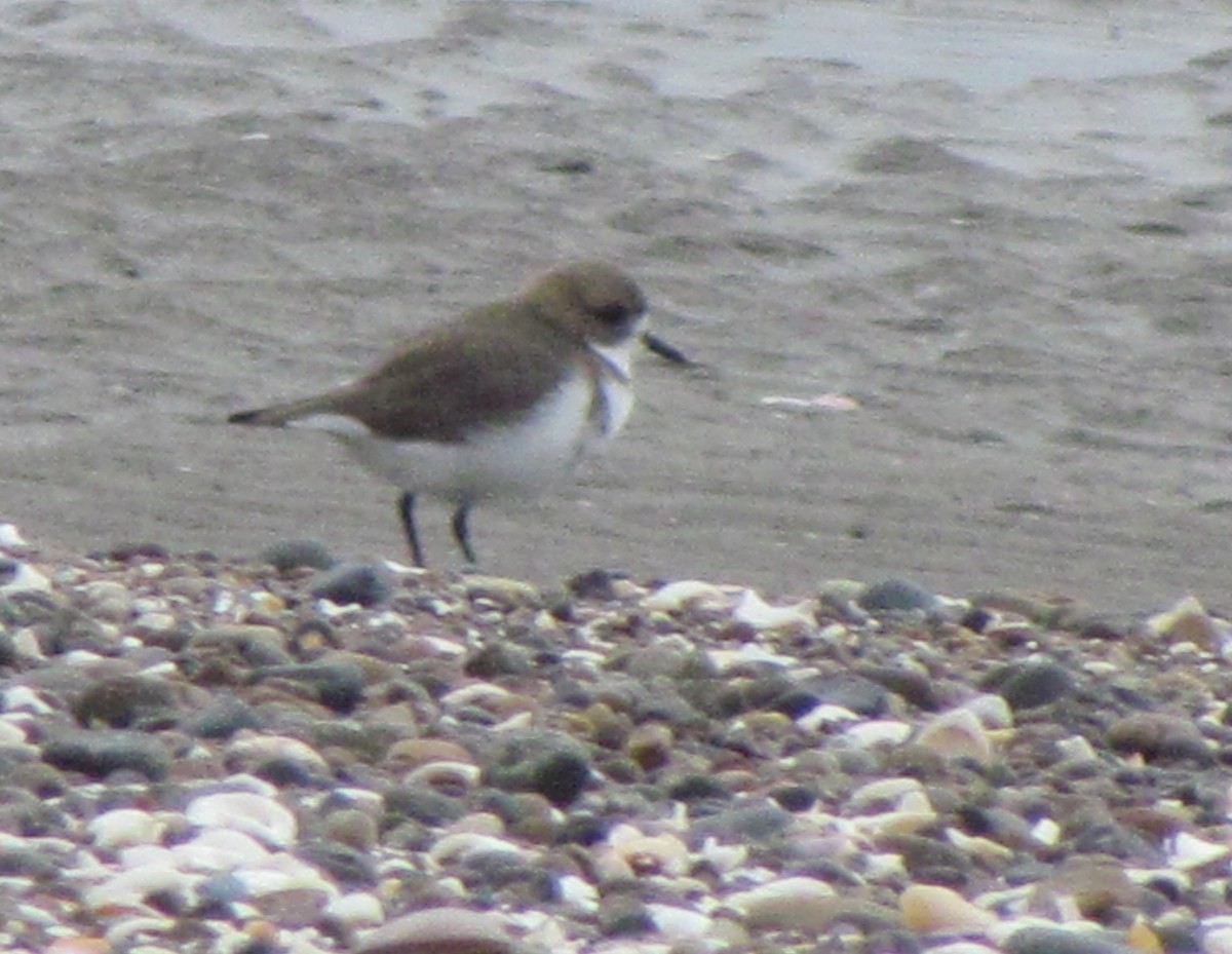 Two-banded Plover - ML438908551