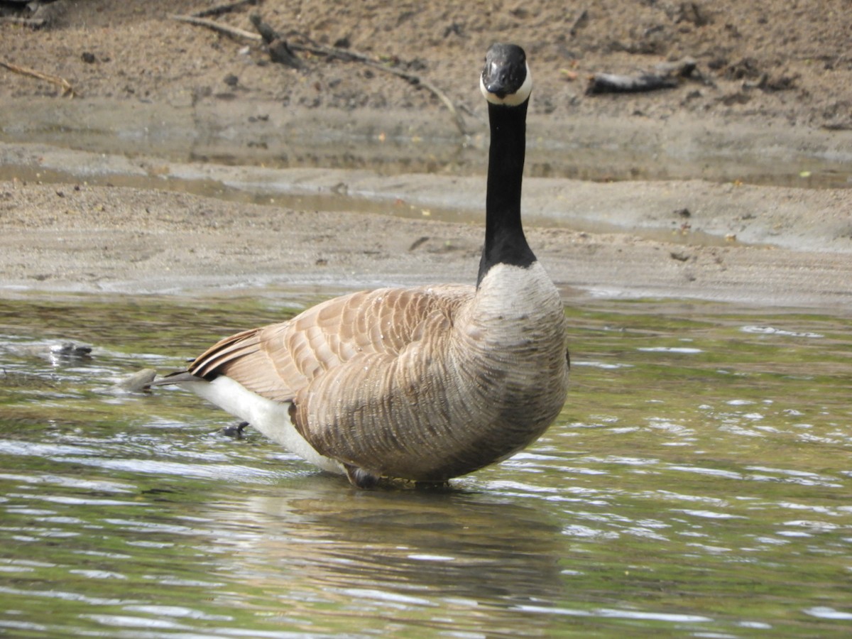 Canada Goose - Lois Rockhill
