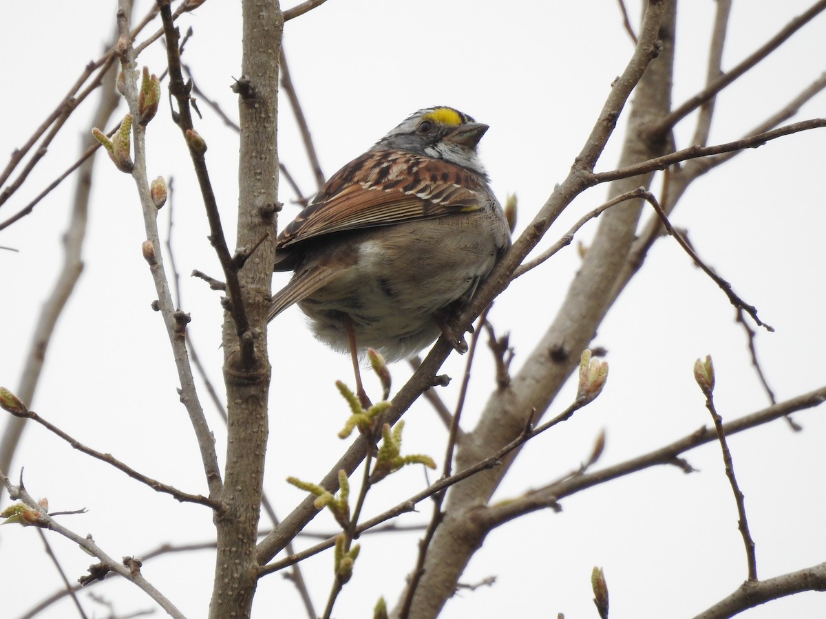 White-throated Sparrow - ML438911841