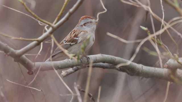 American Tree Sparrow - ML438914361