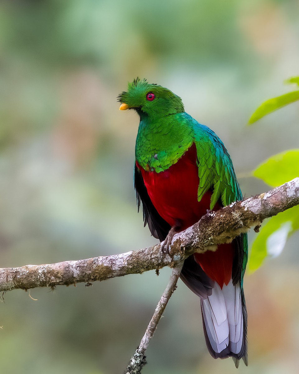 Crested Quetzal - ML438915901