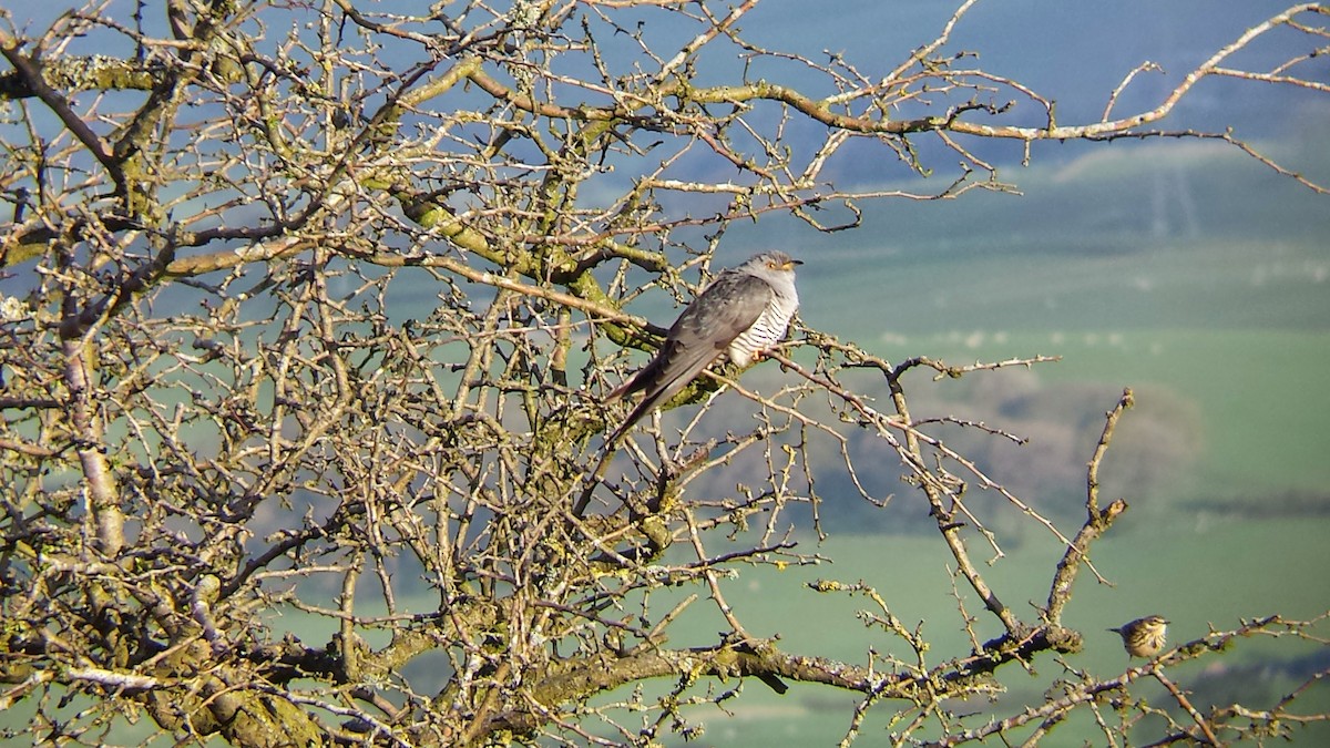 Common Cuckoo - Keith Langdon