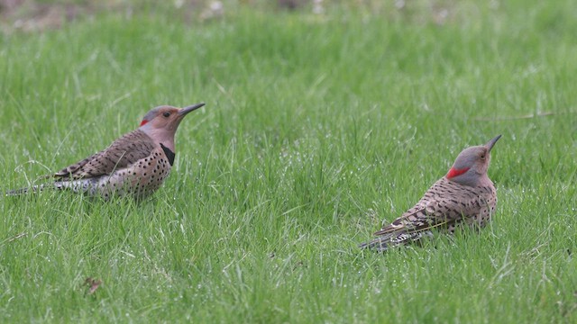 Northern Flicker (Yellow-shafted) - ML438928141