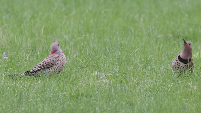 Northern Flicker (Yellow-shafted) - ML438928331