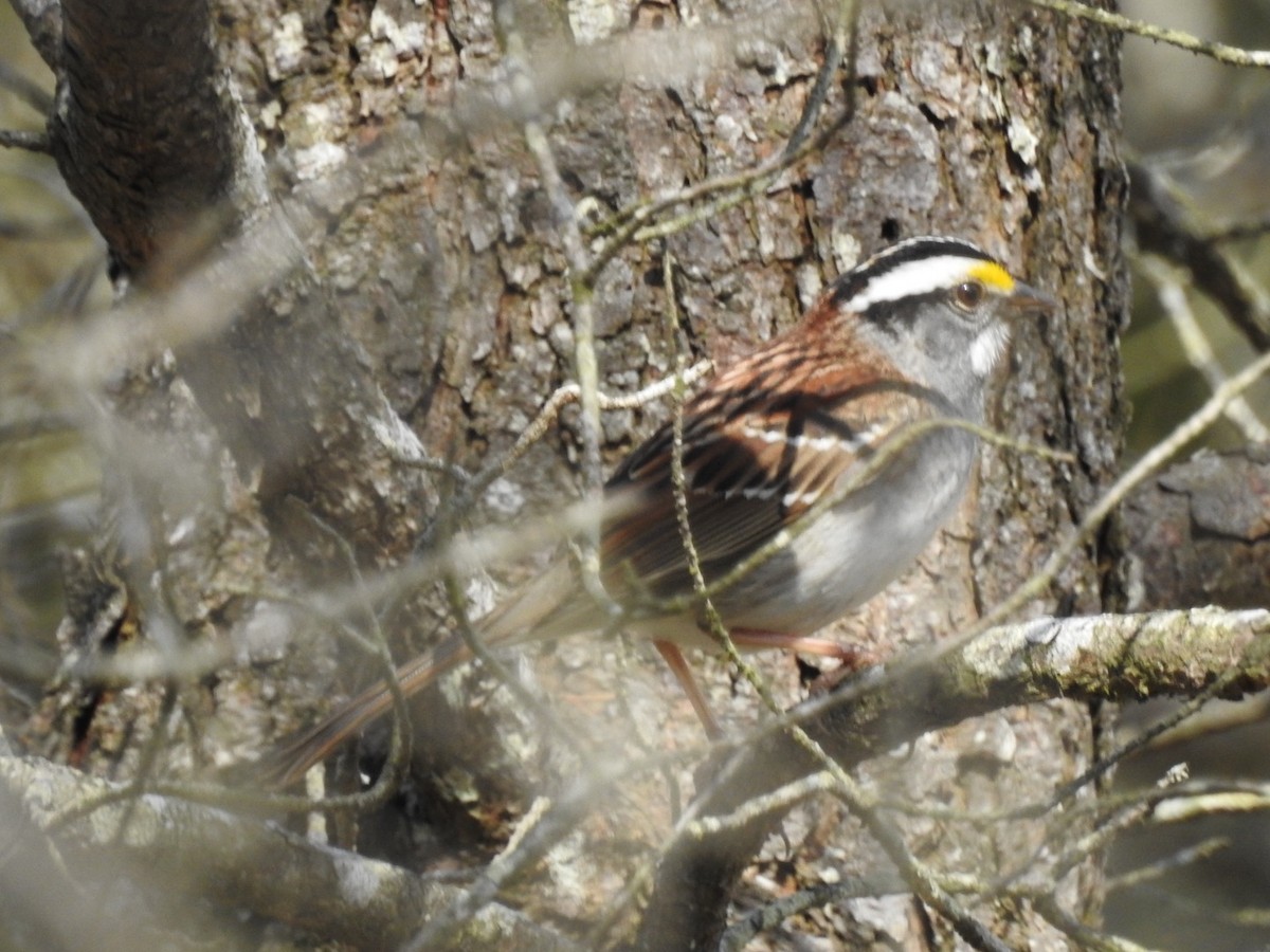White-throated Sparrow - ML438929311