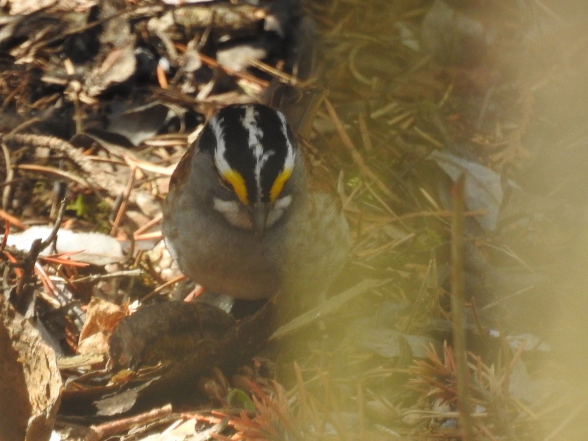 White-throated Sparrow - ML438929321