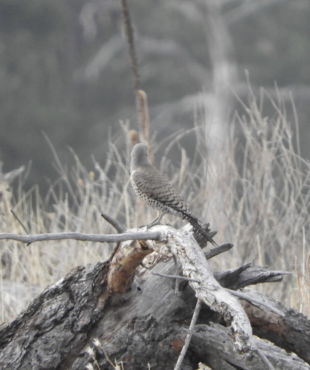 Northern Flicker (Red-shafted) - ML438929821