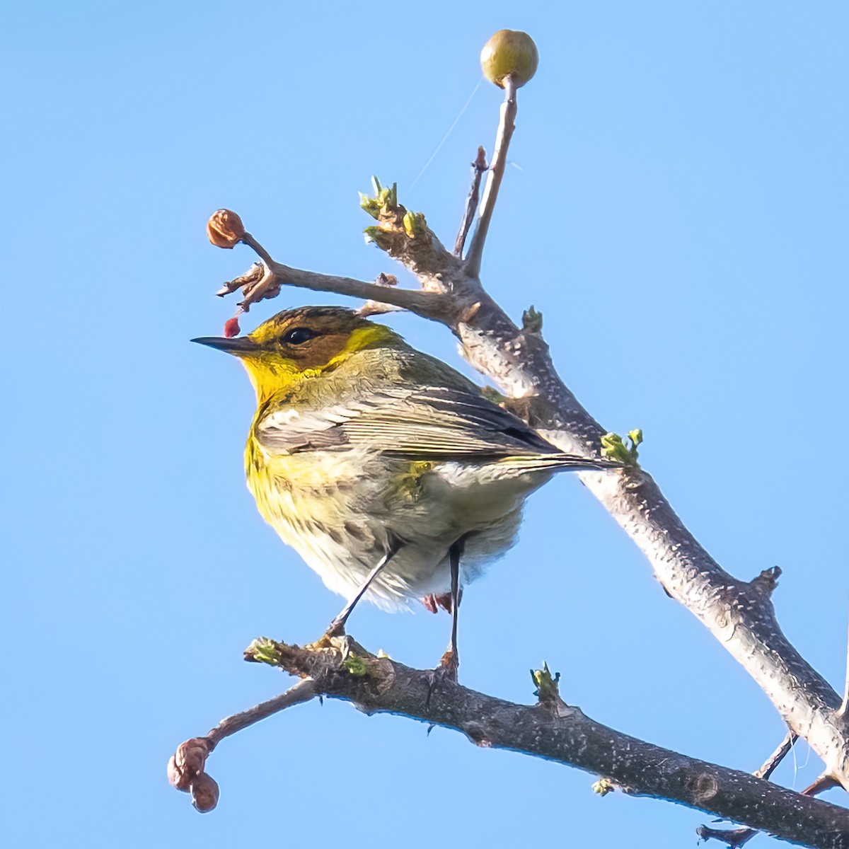 Cape May Warbler - ML438934451