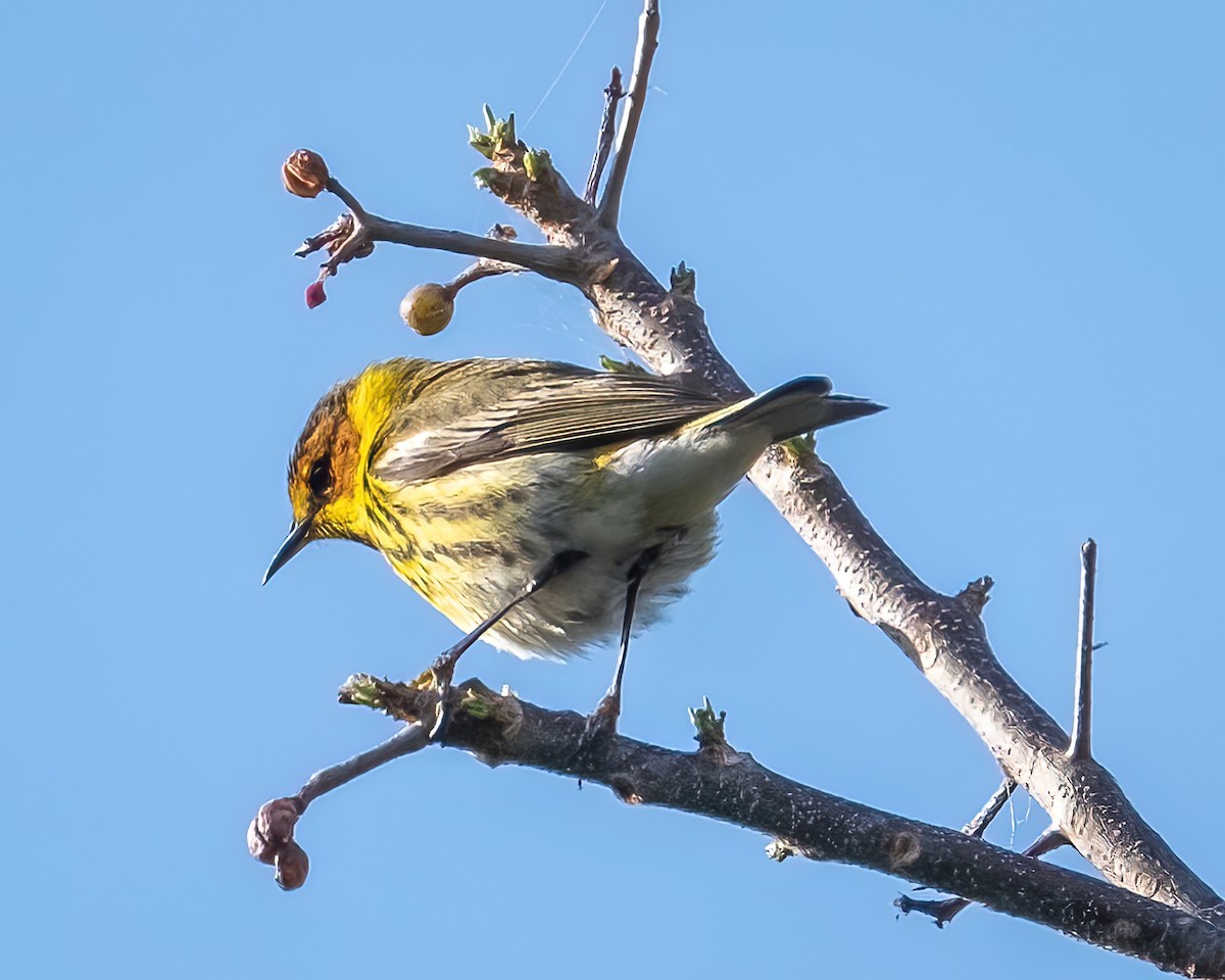 Cape May Warbler - ML438934461