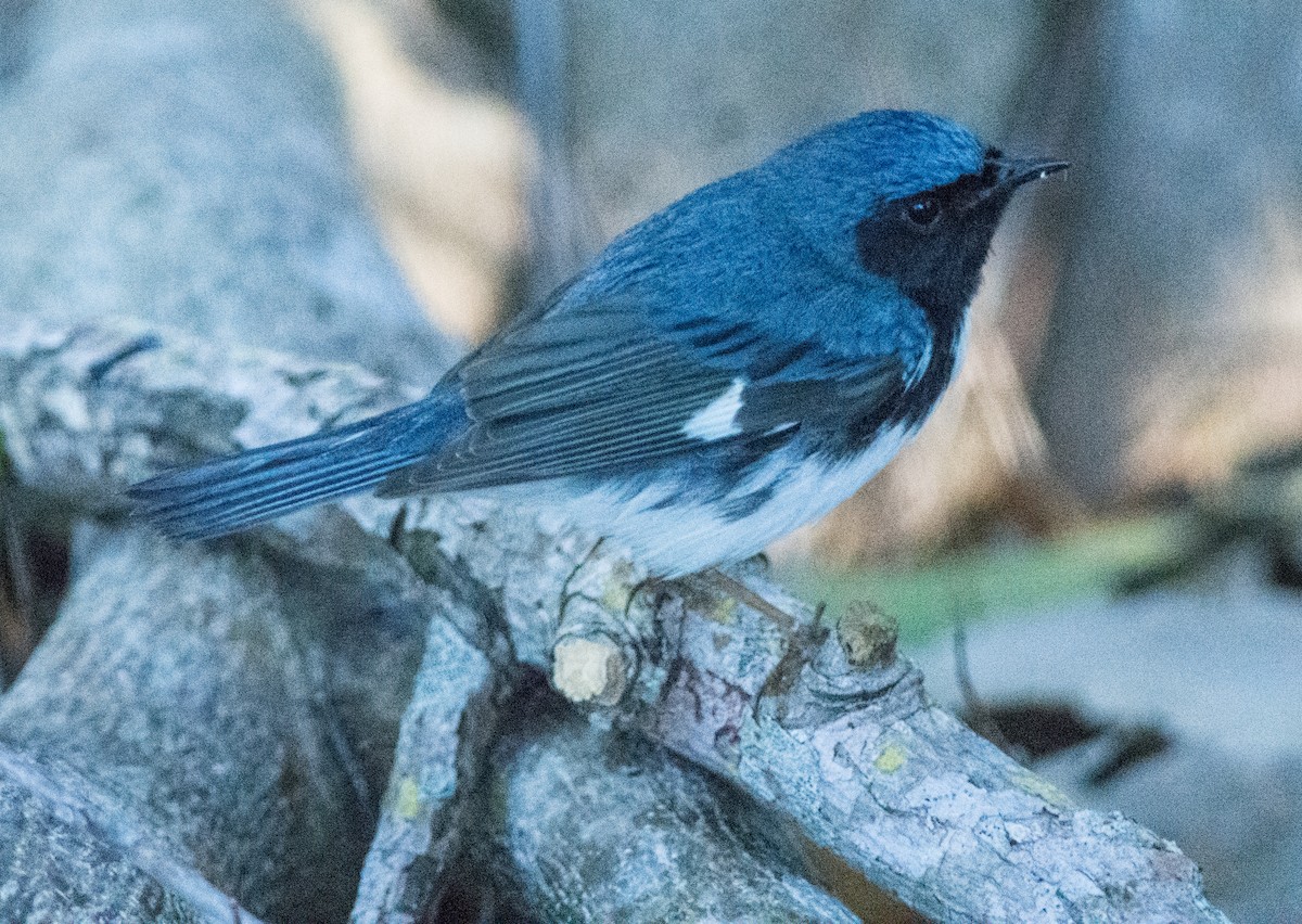 Black-throated Blue Warbler - James Cronin