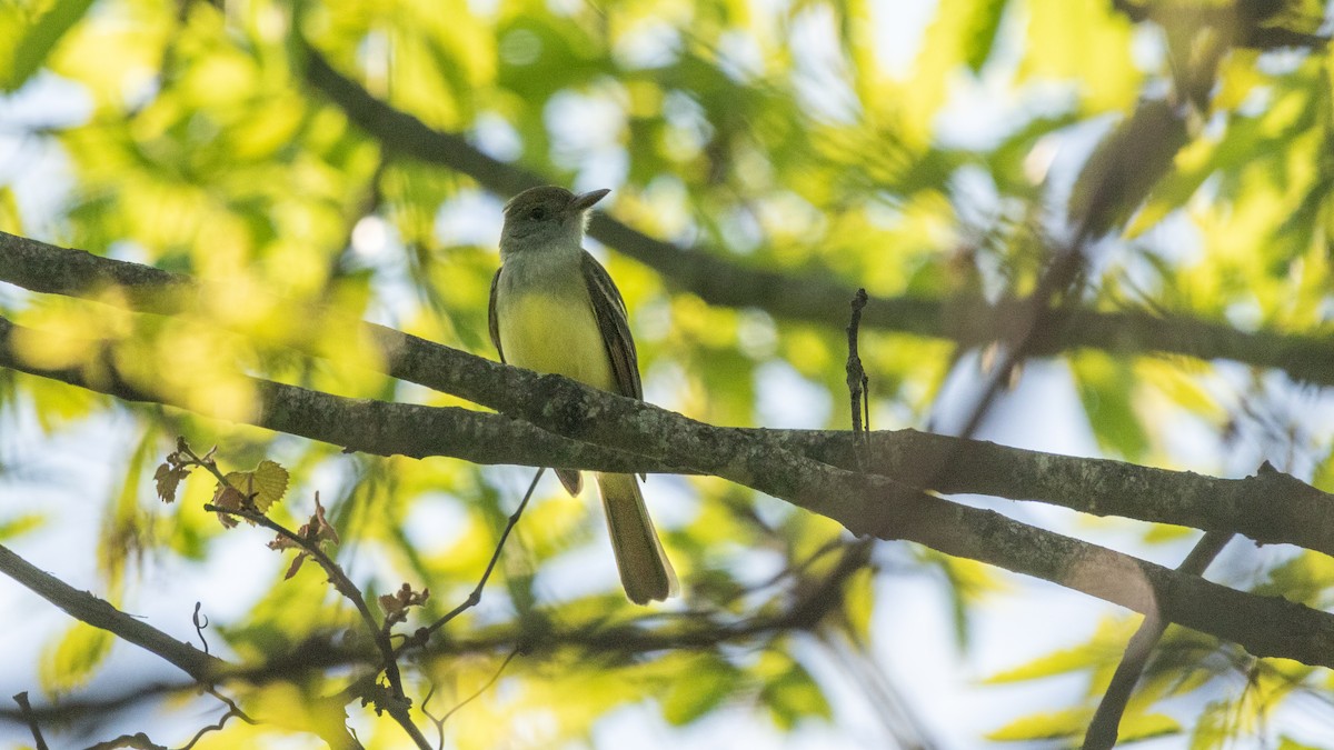 Great Crested Flycatcher - ML438940951