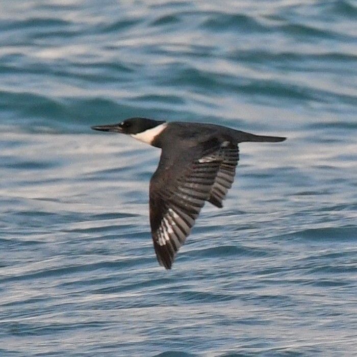 Belted Kingfisher - ML438944071