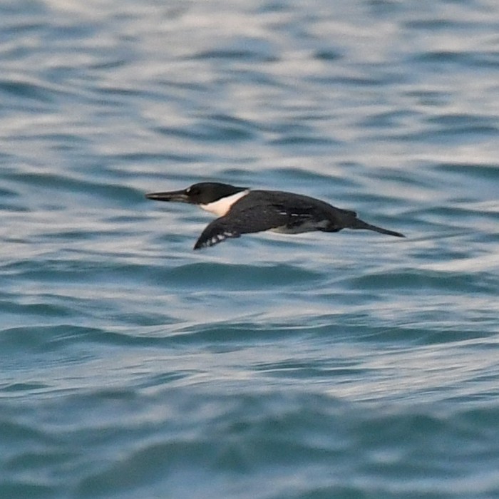 Belted Kingfisher - ML438944081