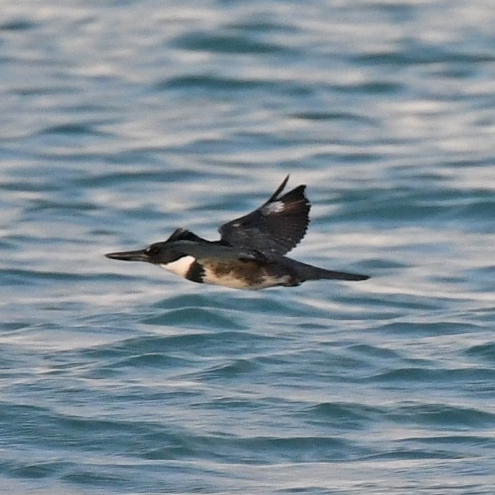 Belted Kingfisher - ML438944091
