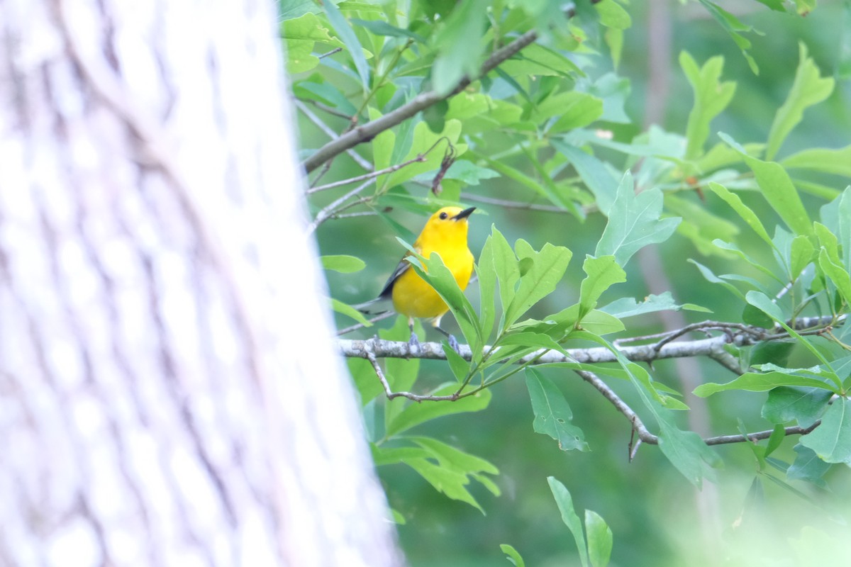 Prothonotary Warbler - ML438946771