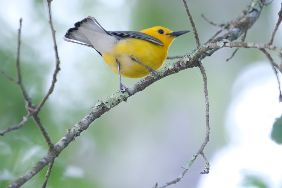 Prothonotary Warbler - ML438946791