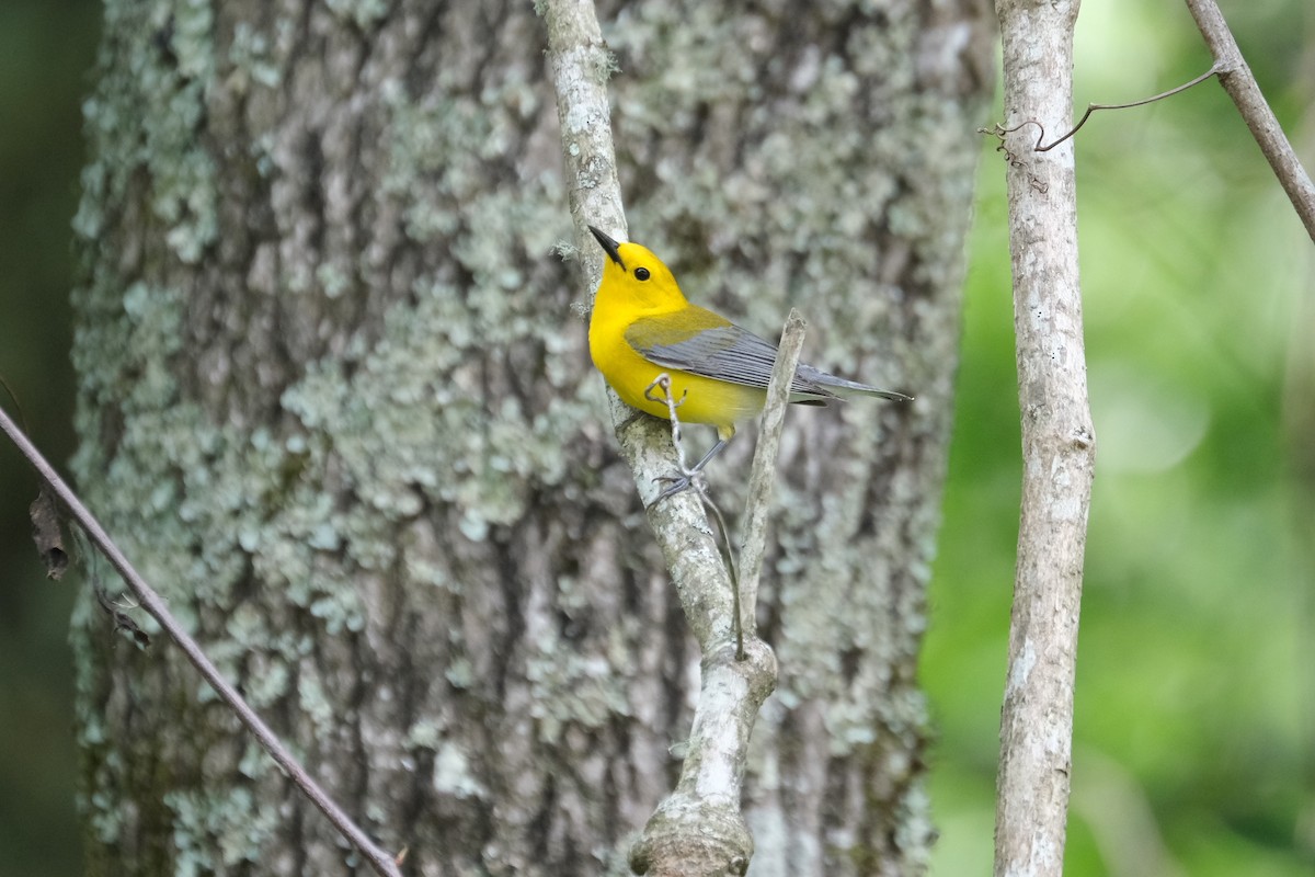 Prothonotary Warbler - ML438946811