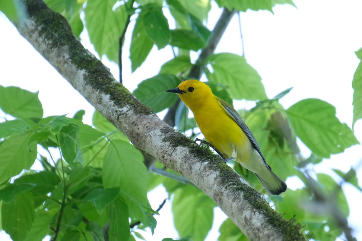 Prothonotary Warbler - ML438946831