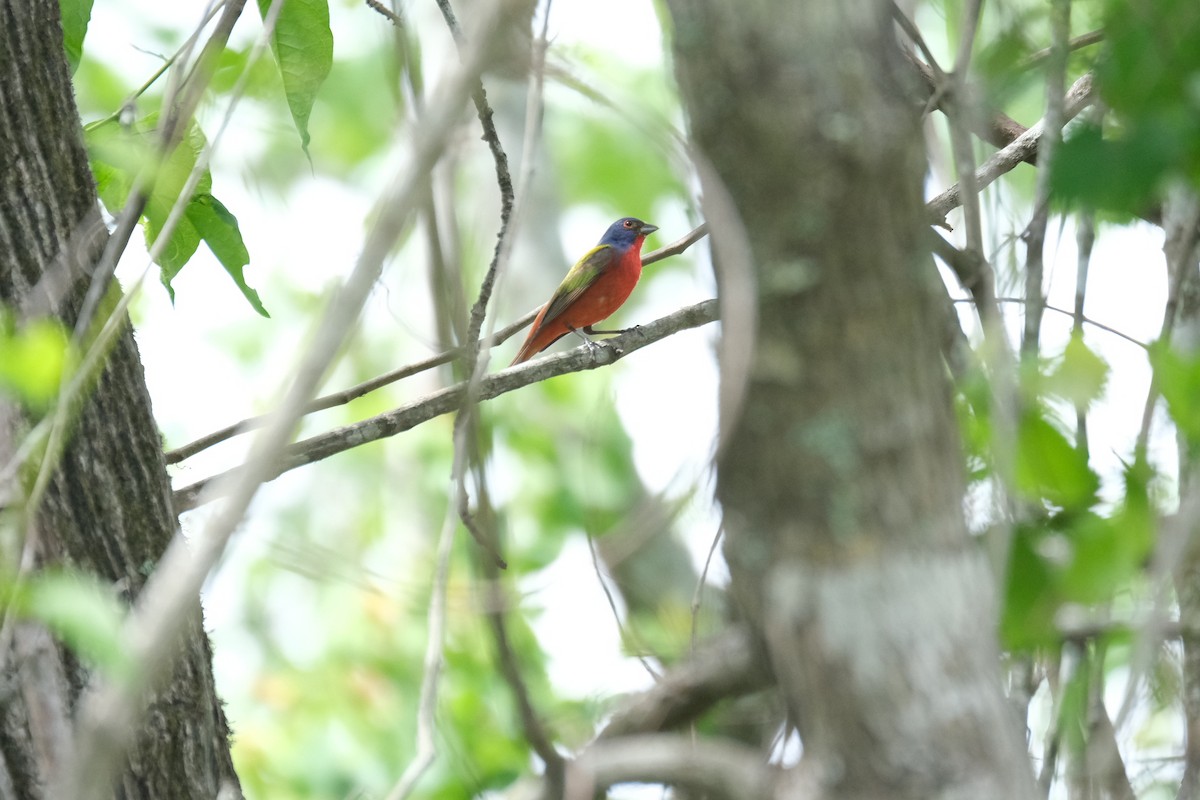 Painted Bunting - ML438947871